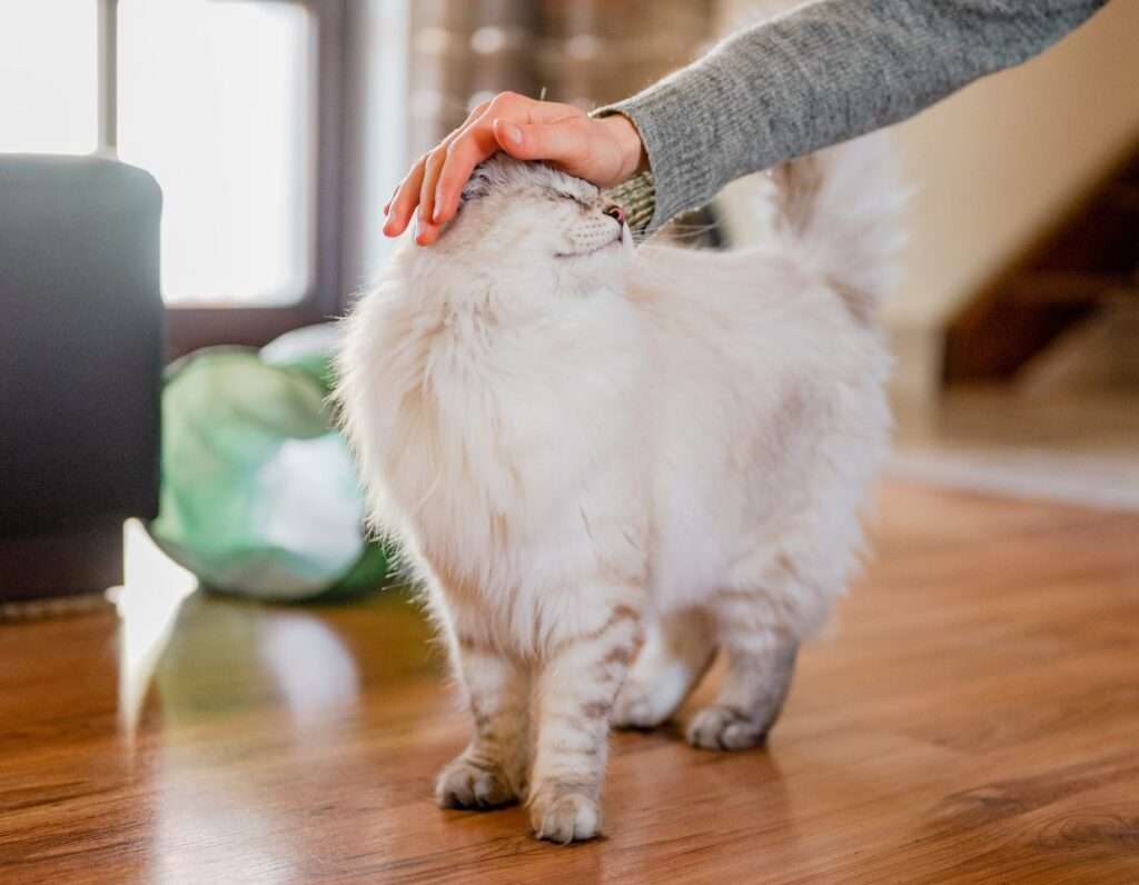 how to punish a cat for pooping outside the litter box