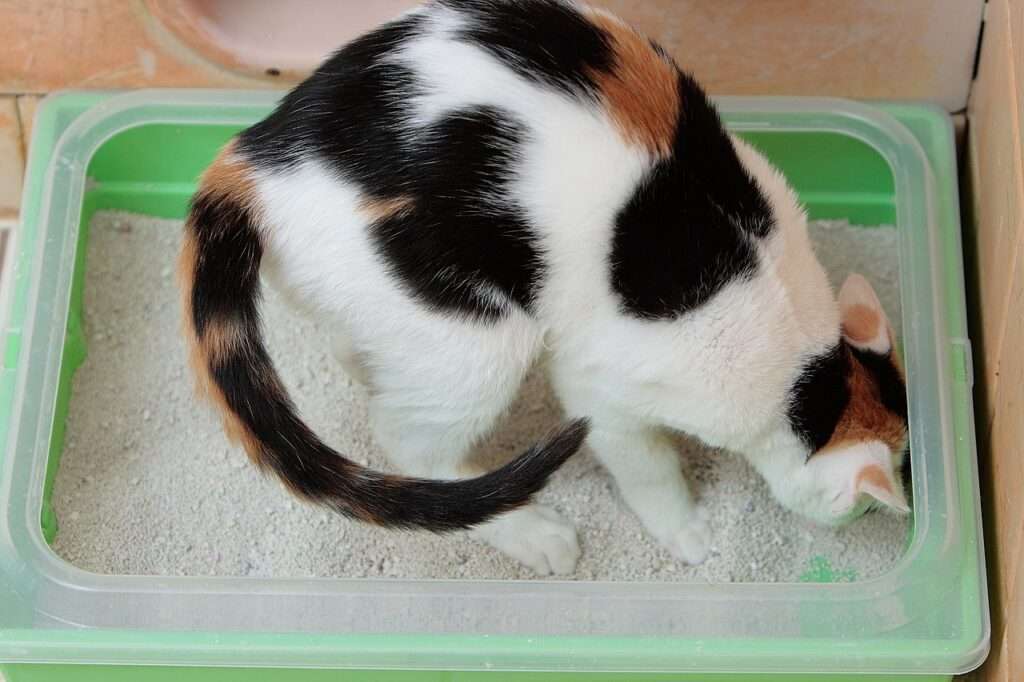 why is my cat pooping on the floor with a clean litter box