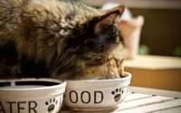 best cat food for cats with feline herpes