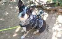 best dog harness for hiking