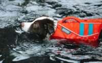 best dog life jacket