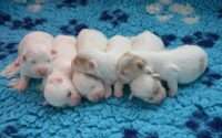 how long can you leave newborn puppies unattended