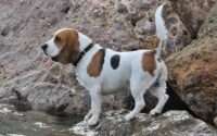 can beagles swim