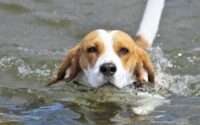 do beagles like water