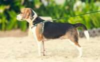 do beagles shed
