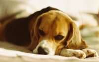 do beagles smell