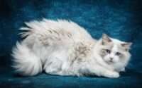 do ragdoll cats shed
