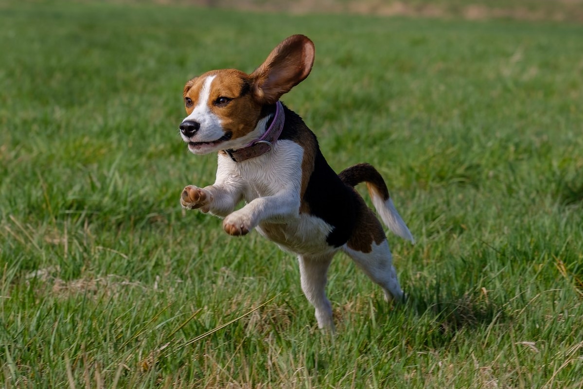 How Fast Can Beagles Run Breaking Down Their Need for Speed