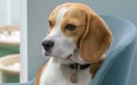 how long do beagles live