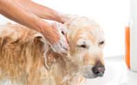 best dog shampoo for shedding