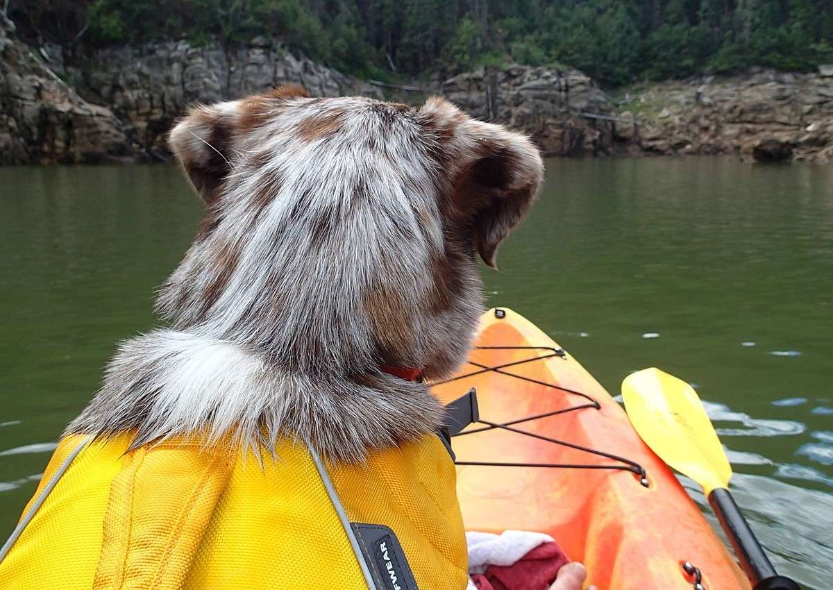 10 Best Kayak for Dogs (2024) – Top Picks for Safe and Fun Adventures -  BarkLikeMeow
