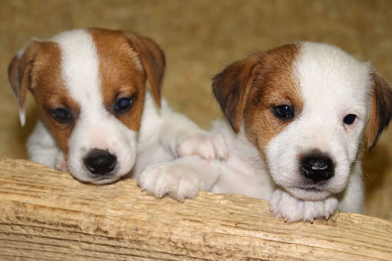 When Are Puppies Developed Enough To Leave Mom Reference: Expert Answers How Long Can You Leave Newborn Puppies Unattended