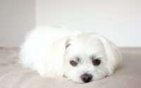 are shih tzus hypoallergenic