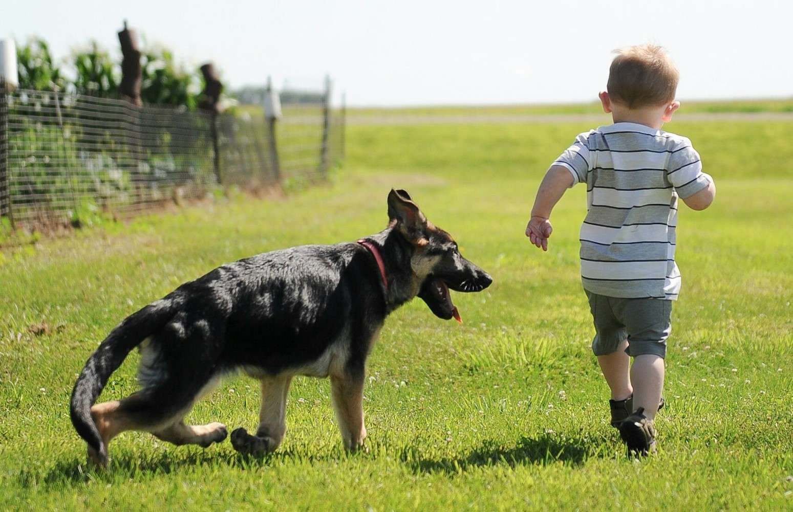 Are German Shepherds Good With Kids Expert Insights For Parents Are german shepherds good with kids expert insights for parents