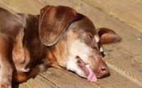 dog sleeps with tongue out