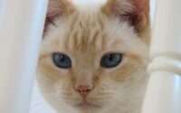 flame point siamese