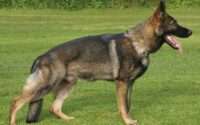 sable german shepherd