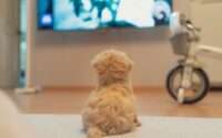 what do dogs like to watch on tv