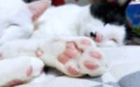 cat toe beans