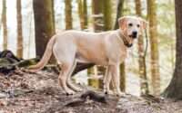 do labrador retrievers shed