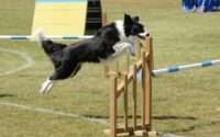 how high can a dog jump