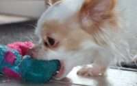 why are chihuahuas so aggressive
