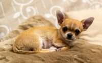 why do chihuahuas shake