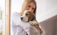 are beagles hypoallergenic