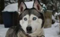 are huskies easy to train