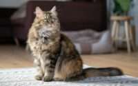 are maine coons hypoallergenic