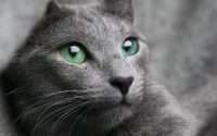 are russian blue cats hypoallergenic