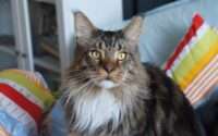 maine coon lifespan