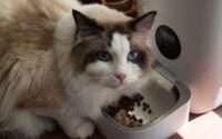 cat feeding station