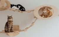 cat wall shelves
