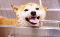 dog washing station