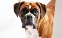 boxer dog