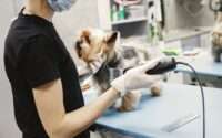 dog grooming table