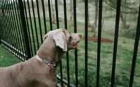 outdoor dog fence